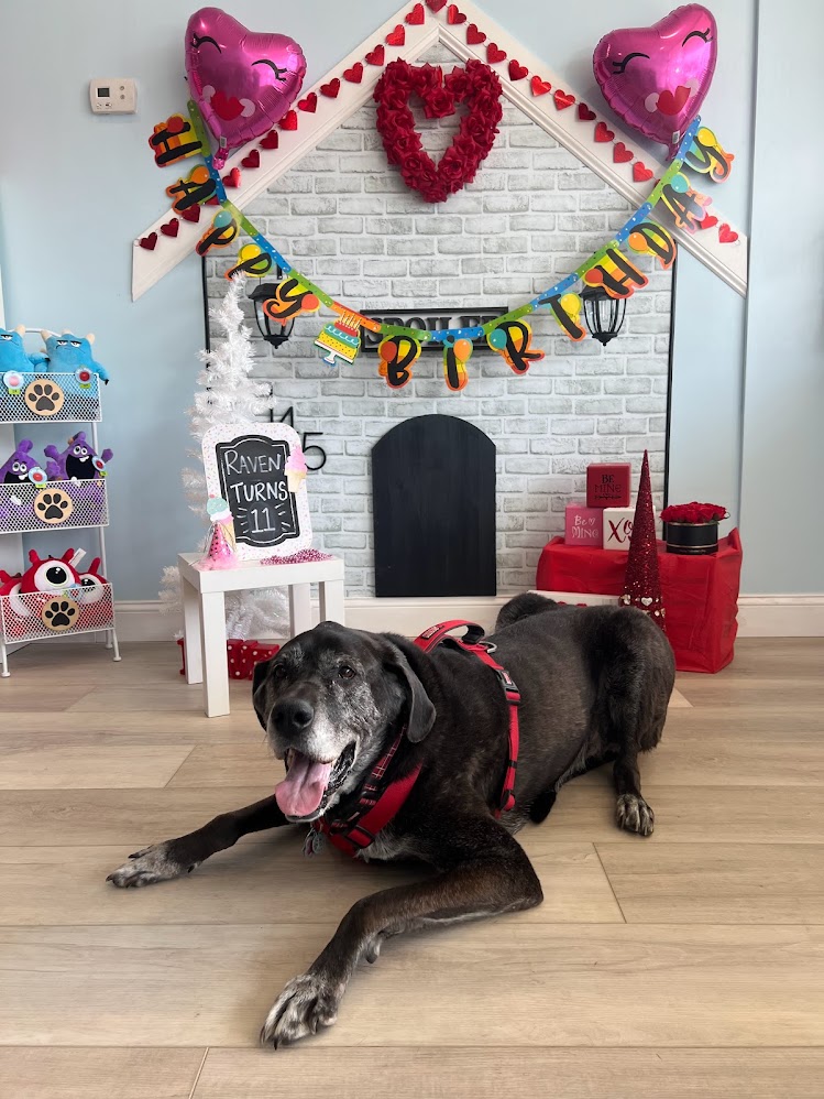 Reactive Dog Private Shopping